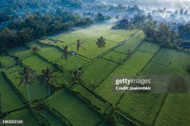 rice paddy field by drone in bali indonesia - ubud rice fields stock pictures, royalty-free photos & images