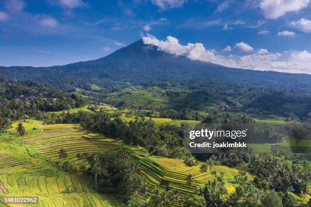 batukaru rice paddy fields in bali indonesia - bali stock pictures, royalty-free photos & images