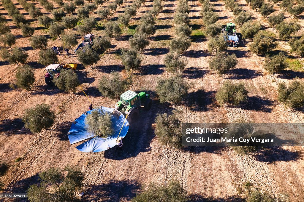 View from above of a Close-up to farmers and a group of tractors with umbrellas harvesting olives. Olive oil production in Spain