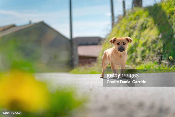 little puppy abandoned on the road, puppy and spring, pet themes - être perdu photos et images de collection