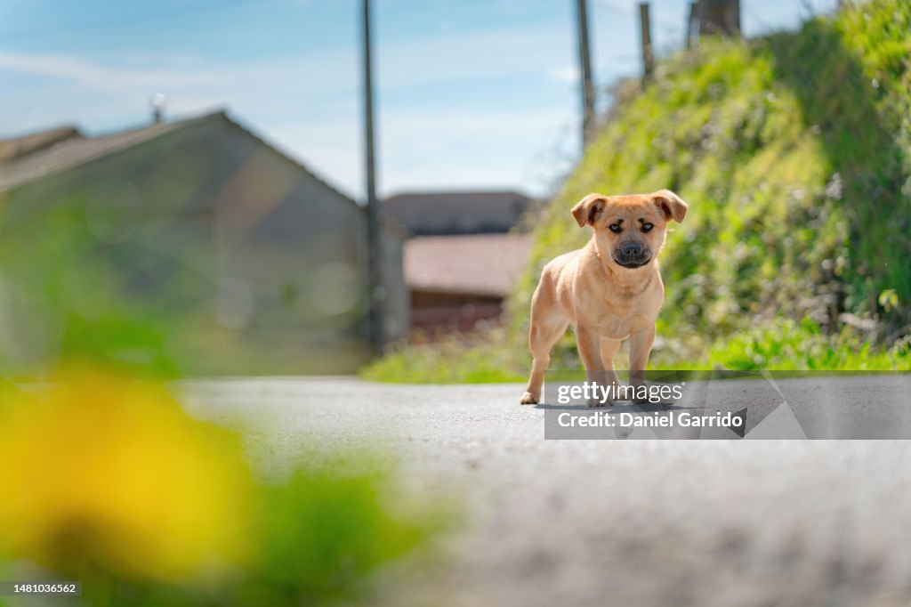 Little puppy abandoned on the road, puppy and spring, pet themes