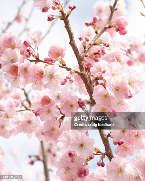 Spring During March 39,317 March Spring Design Stock Photos, High-Res Pictures, and Images ...