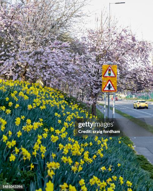 spring bloom - allergens car stock pictures, royalty-free photos & images