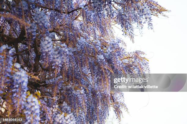 blue wisteria in spring - loir et cher stock pictures, royalty-free photos & images