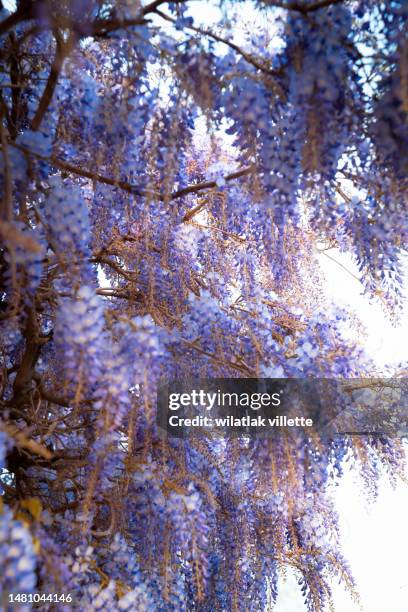 blue wisteria in spring - loir et cher stock pictures, royalty-free photos & images