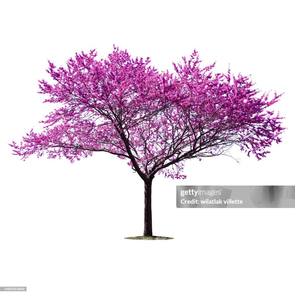 Fl. Over Tree Flower Tree Isolated On White Background High-Res Stock Photo - Getty ...
