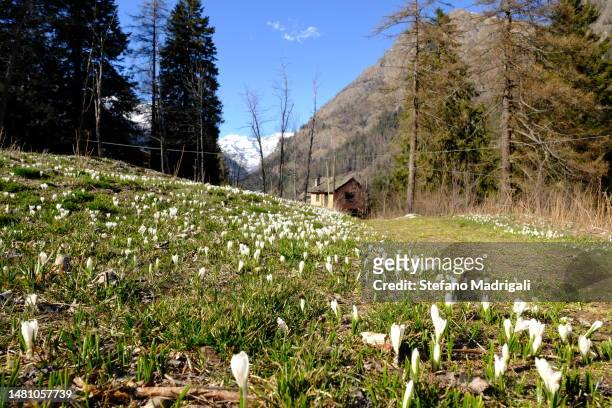 mountain landscape in spring with snowdrop flowers - snowdrops stockfoto's en -beelden