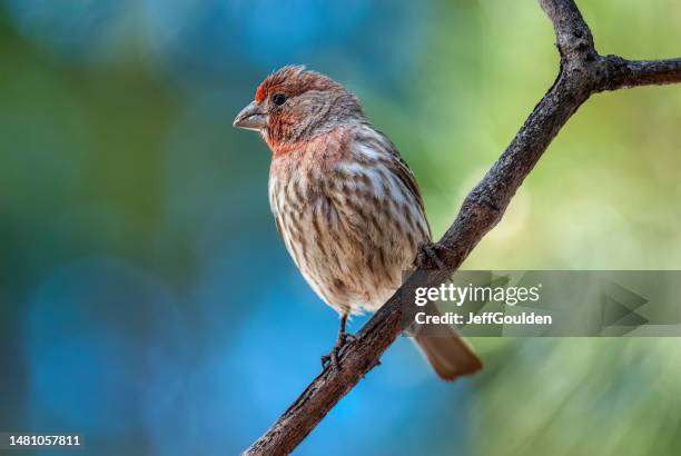 male house finch - finch stock pictures, royalty-free photos & images