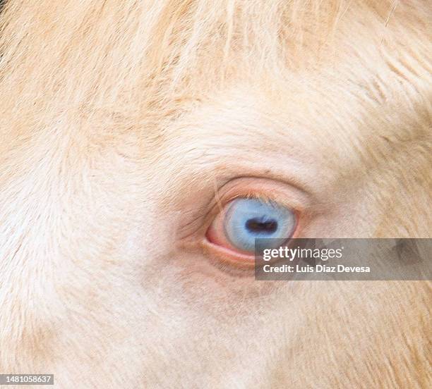 albino horse eye - albino stockfoto's en -beelden