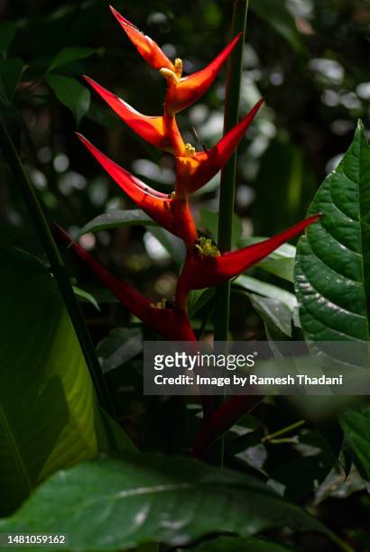 macaw-flower along the pedra branca trail - heliconia bihai stock pictures, royalty-free photos & images