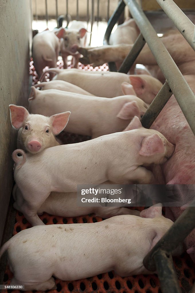 Images Of Pig Farming