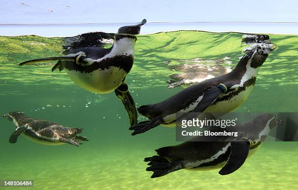 Penguins swim in a water tank at an aquarium in Tokyo, Japan, on Tuesday, July 10, 2012. Japan may get hotter-than-average temperatures this summer,...