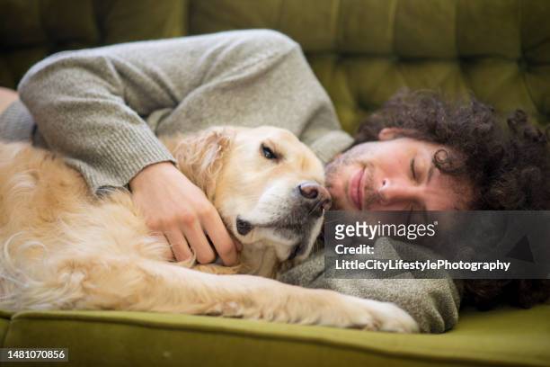 sleeping next to his dog on the couch - old golden retriever stock pictures, royalty-free photos & images
