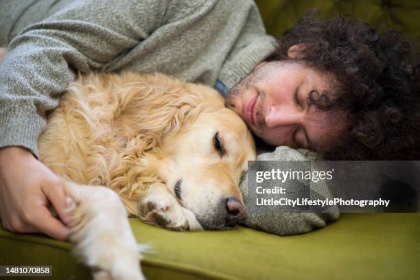 sleeping on the couch with his senior dog - old golden retriever stock pictures, royalty-free photos & images