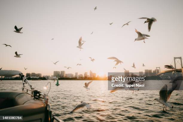 tokyo bay at sunset with rainbow bridge and seagulls - barrio de minato fotografías e imágenes de stock