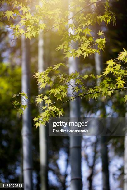 spring time bamboo trees brunches with new leaves. - bambusblatt stock-fotos und bilder