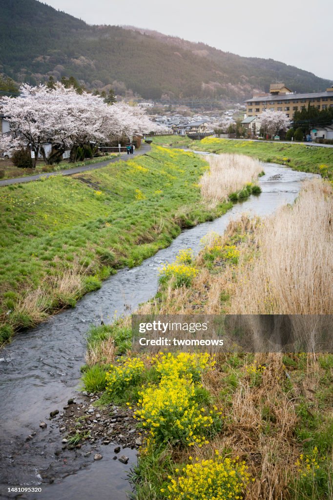 Spring flowers by a stream at Yufuin Onsen.