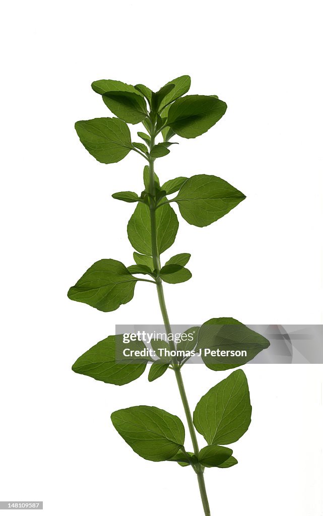 Sprig of oregano (Origanum vulgare)