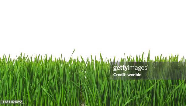 grass on white - grasspriet stockfoto's en -beelden