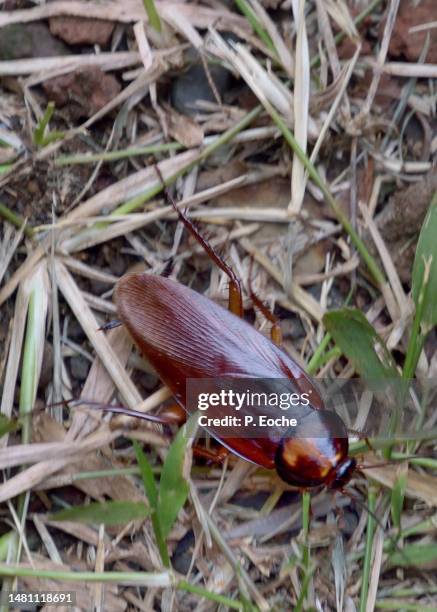 63 Cancrelat Stock Photos, HighRes Pictures, and Images Getty Images