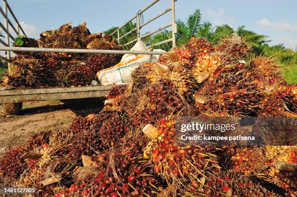 fresh palm oil fruit from truck. - middle east oil stock pictures, royalty-free photos & images