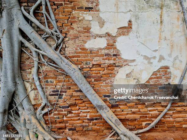 Tree Roots Collapsed Wall Tree Over Wall Photos and Premium High Res Pictures - Getty Images