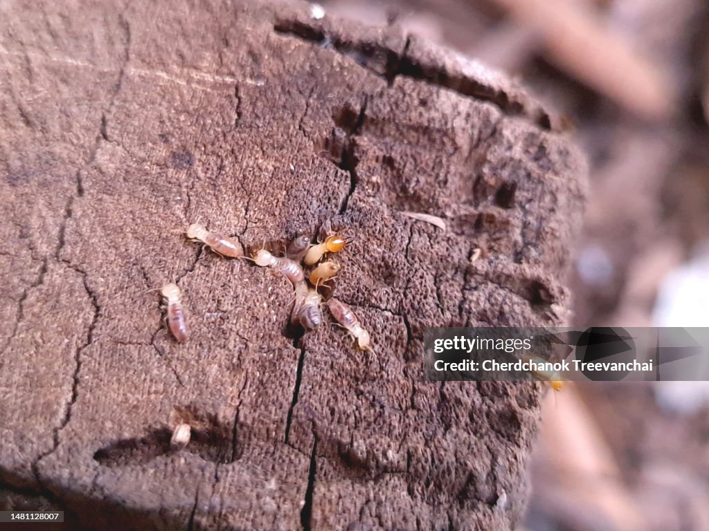 Termites in the timber
