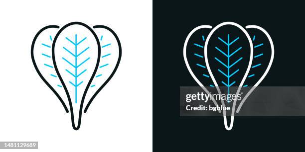 spinach. bicolor line icon on black or white background - editable stroke - spinach stock illustrations