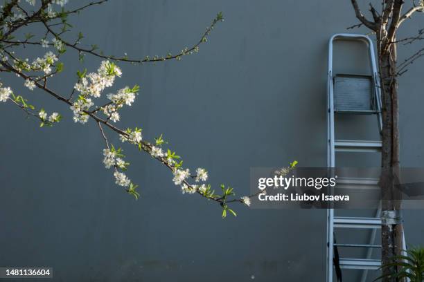 blossoming cherry branch in sunlight against the background of dark grey house wall with a metal folding ladder. - house golden hour stock pictures, royalty-free photos & images