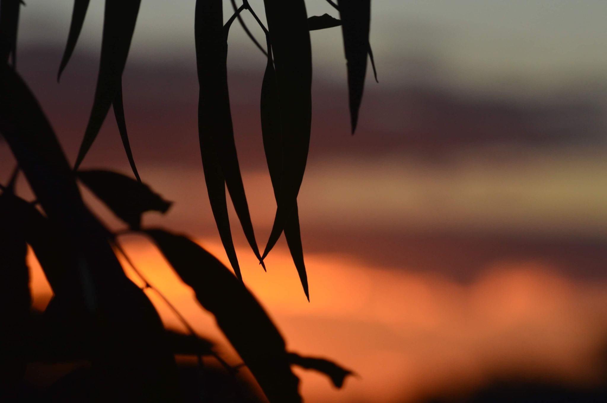 Gum Leaf Sunset Gum Leaf Sunset