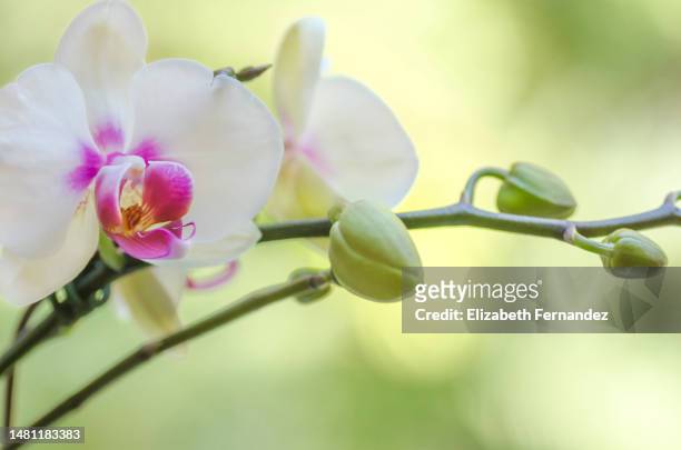 phalaenopsis (moth orchid) with buds - fuchsia orchids stock pictures, royalty-free photos & images