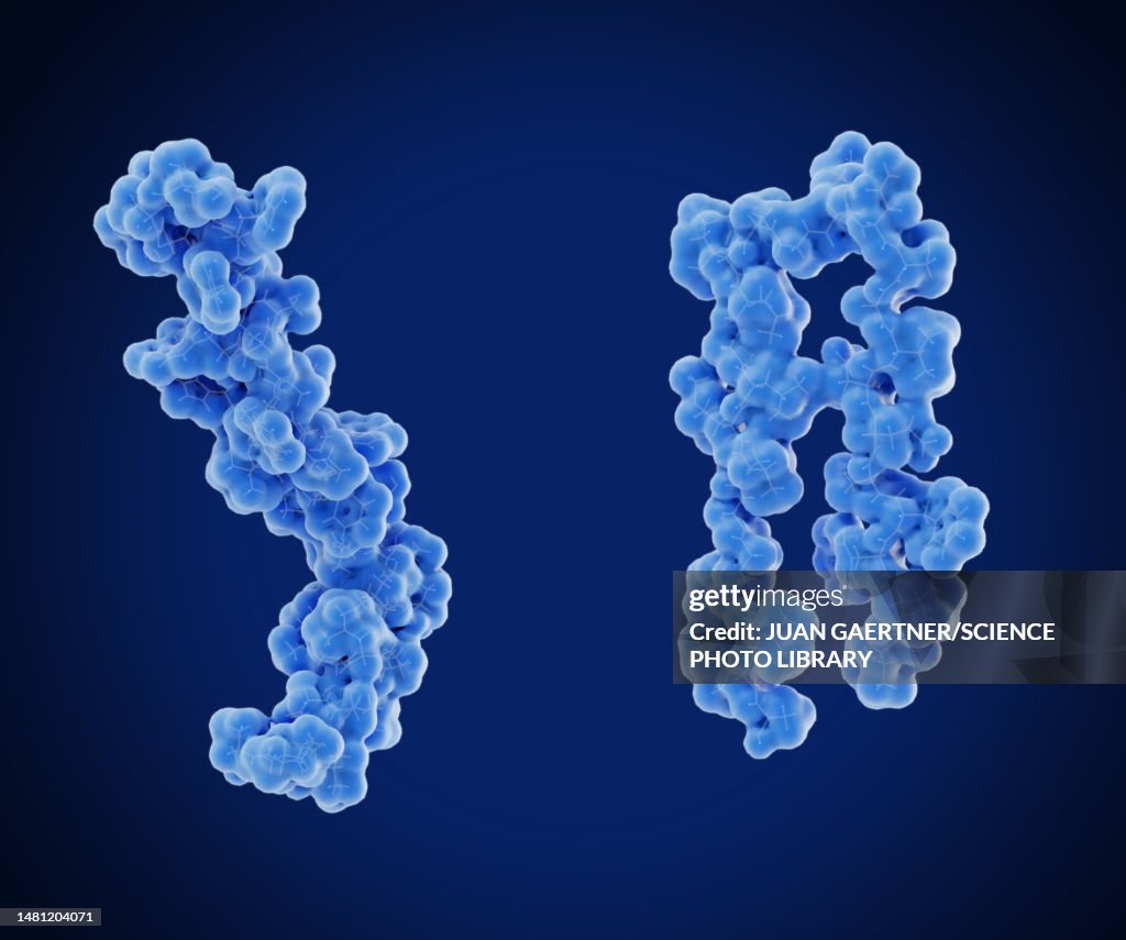 Amyloid beta peptide, illustration