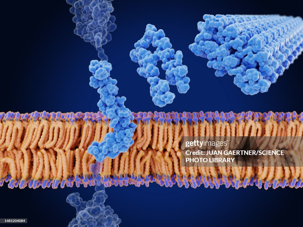 Amyloid beta peptide, illustration