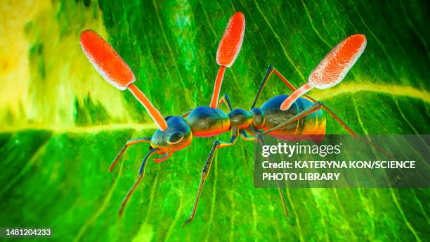 stockillustraties, clipart, cartoons en iconen met cordyceps parasitic fungus growing on ant, illustration - parasite