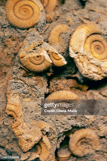 full frame shot of fossil shells , ammonite pattern background - cephalopod stock pictures, royalty-free photos & images