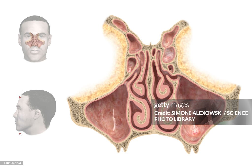 Nasal cavity, illustration