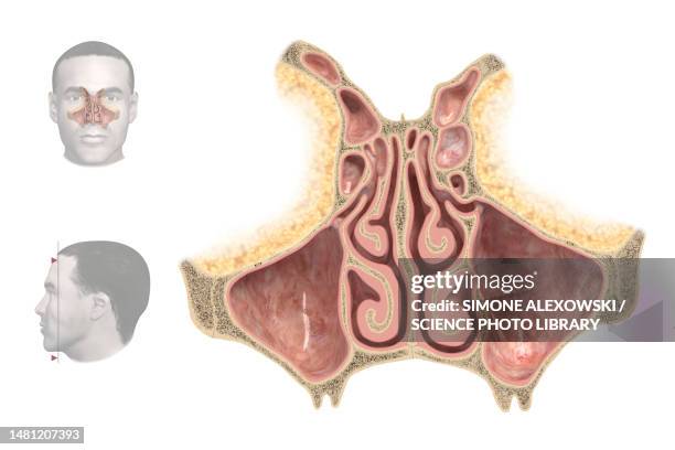 nasal cavity, illustration - sinuses anatomy stock illustrations