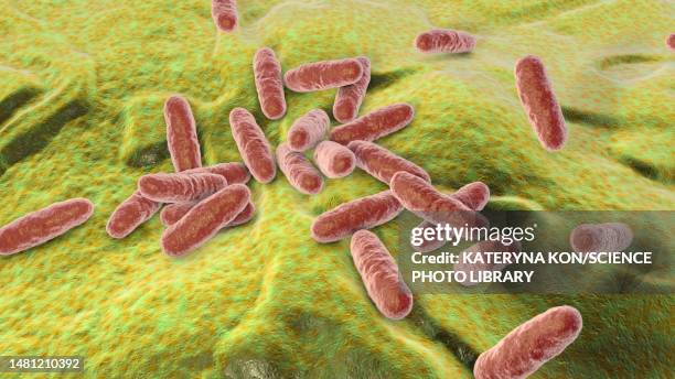 illustrations, cliparts, dessins animés et icônes de clavibacter bacteria, illustration - actinomycetes