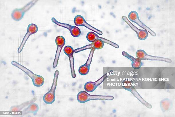 stockillustraties, clipart, cartoons en iconen met tetanus bacteria, illustration - clostridium tetani