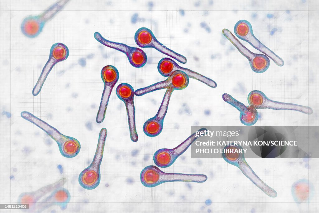 Tetanus Graphics Tetanus Bacteria Illustration High-Res Vector Graphic - Getty Images