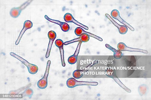 Tetanus Matrix Tetanus Bacteria Illustration High-Res Vector Graphic - Getty Images