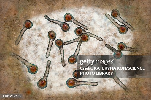 Tetanus Graphics Tetanus Bacteria Illustration High-Res Vector Graphic - Getty Images