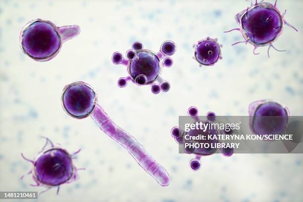 stockillustraties, clipart, cartoons en iconen met conidiobolus coronatus microscopic fungi, illustration - ernstig bedreigde soorten