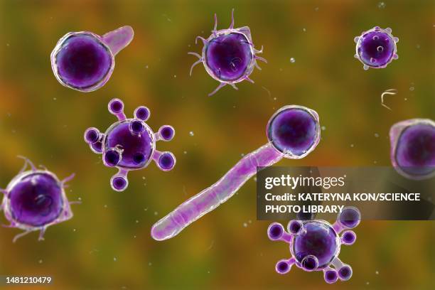 stockillustraties, clipart, cartoons en iconen met conidiobolus coronatus microscopic fungi, illustration - ernstig bedreigde soorten