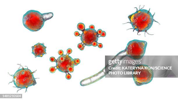 stockillustraties, clipart, cartoons en iconen met conidiobolus coronatus microscopic fungi, illustration - ernstig bedreigde soorten