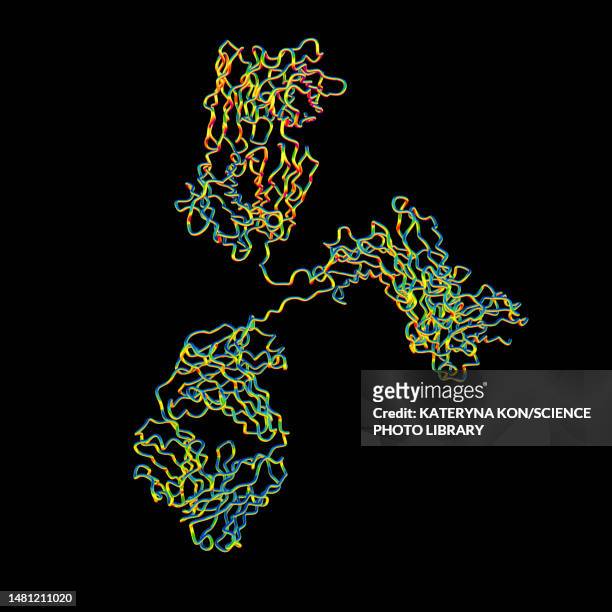 immunoglobulin g antibody, molecular model - protein stock illustrations