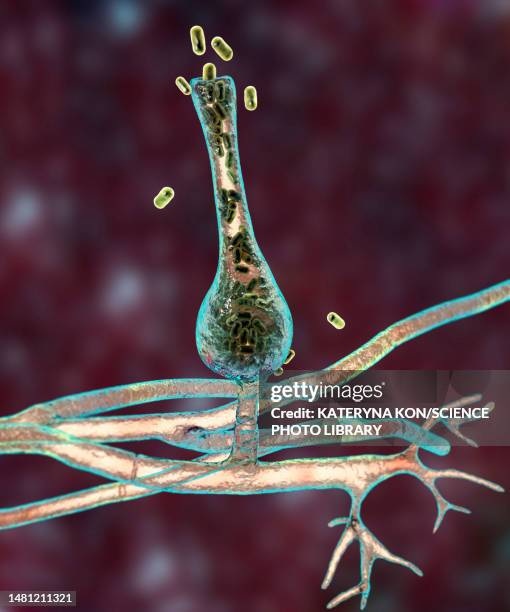 saksenaea microscopic fungi, illustration - skin fungus stock illustrations