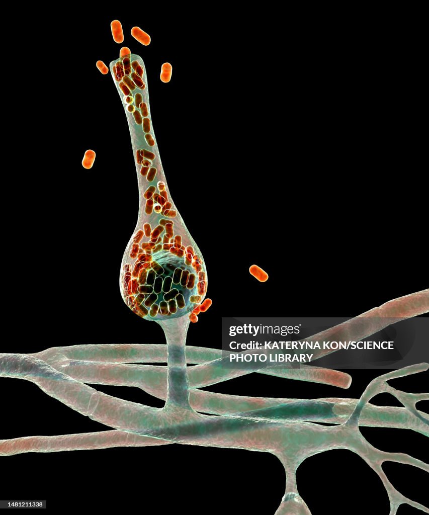 Saksenaea microscopic fungi, illustration
