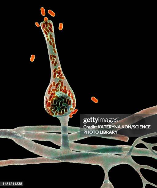 saksenaea microscopic fungi, illustration - human skin close up stock illustrations