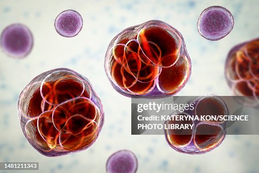 Prototheca wickerhamii algae, illustration Prototheca wickerhamii algae, illustration